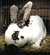 kanin3.jpg (11699 bytes)