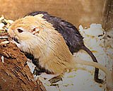 okenmus1.jpg (11614 bytes)