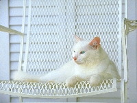White cat