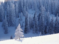 ''Snow Trees''