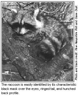 small raccoon