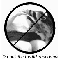 do not feed wild raccoons