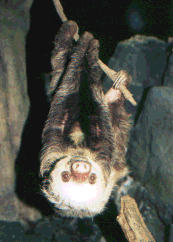 sloth.gif 24.2 K