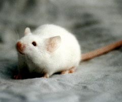 Click here to enter the mouse page.