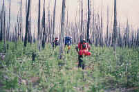 babypines.jpg (66539 bytes)