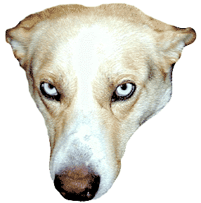 codyface.gif (21084 bytes)