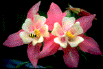 flower.gif (11310 bytes)