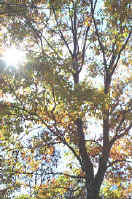 sparkletree.jpg (135402 bytes)