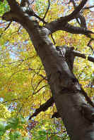 tree.jpg (115332 bytes)
