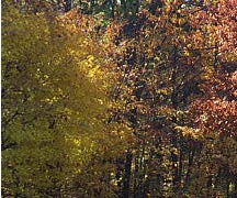 trees2.jpg (27558 bytes)