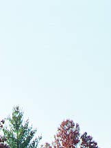 trees5.jpg (9240 bytes)