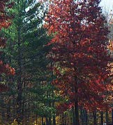 trees6.jpg (21377 bytes)