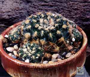 Gymnocalycium calochlorum