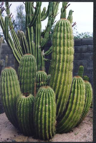 Trichocereus