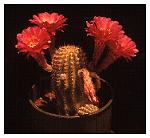 Echinopsis