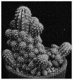 Echinopsis