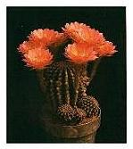 Echinopsis