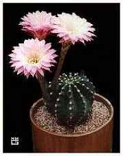 Echinopsis