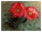 Echinopsis