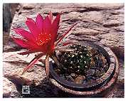 Echinopsis