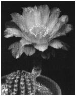 Echinopsis