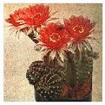 Echinopsis