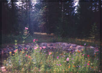 Wildflowers around the pond