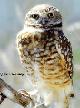 Burrowing Owl - Arizona Sonoran Desert Museum � Don Trowbridge