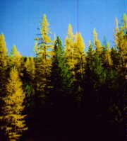 FALL10-9.JPG - 6015 Bytes