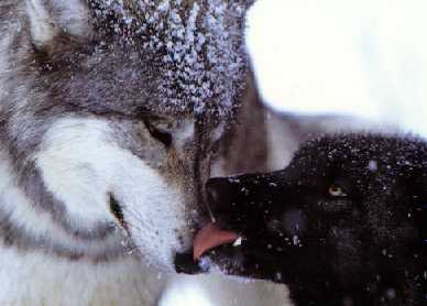 Image of kissing.jpg