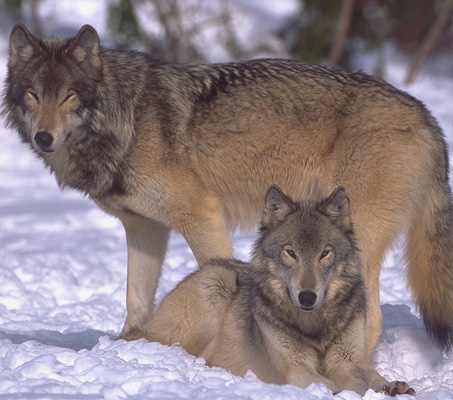 Image of wolf036.jpg