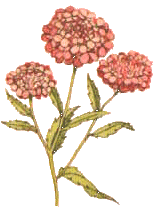 CandyTuft separator