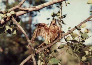 Skye, the pigeon hawk