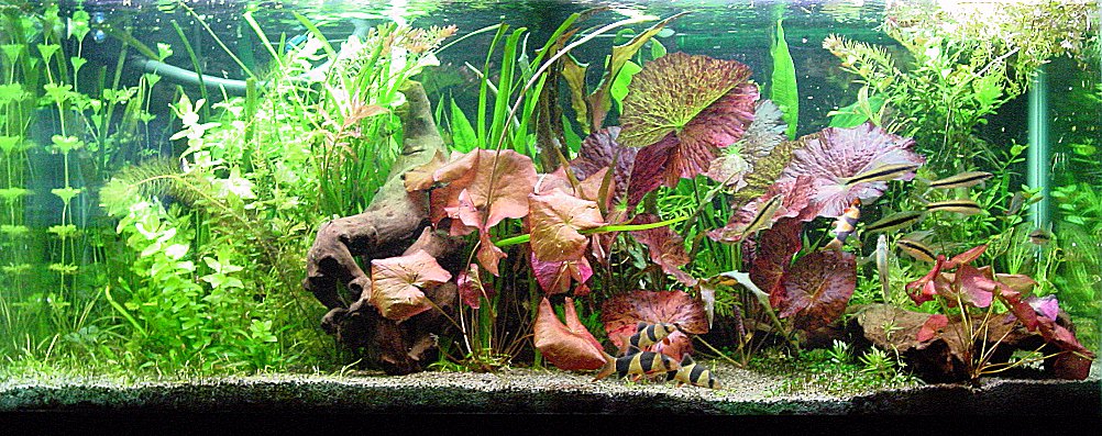 My 75 gallon tank, March 2003