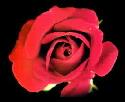 rose of love