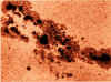 sunspot.jpg (58655 bytes)