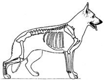 AWSA Breed Standard