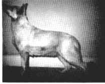 frostee.jpg (47096 bytes)