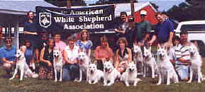 Group picture with dogs