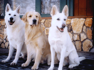 qacemandy.gif (59865 bytes)