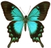 butterfly_tattoo_actual_size.jpg (7281 bytes)