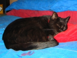 felix_sleeping.jpg (46016 bytes)