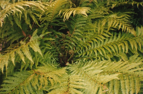 punga_fern.jpg (205970 bytes)