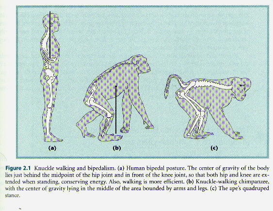 Human Bipedal Posture