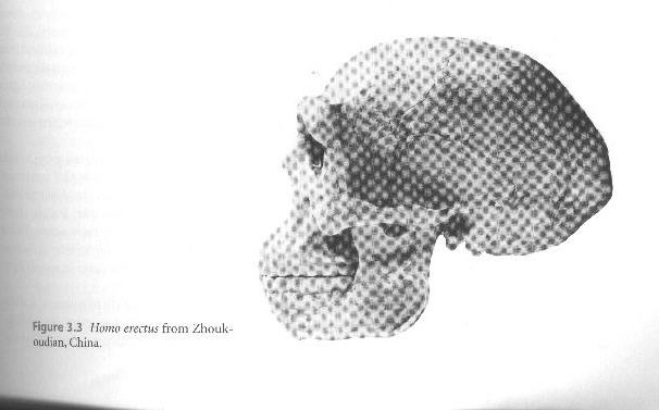 Homo erectus Zhoukoudian China