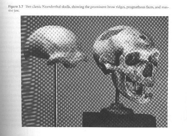 Neanderthdal Skulls