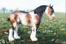 DA Dream Within a Dream