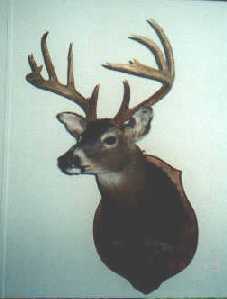 11 pointer taken by Bear