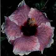 4july.jpg (4659 bytes)