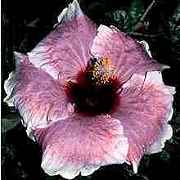 4july3.jpg (6317 bytes)